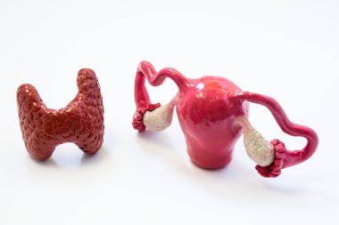 Tiroid bezi ve rahim ve yumurtalıklar beraber. Tiroid hormonları ve organların her diğer işlevleri ve hastalıklar kadın üreme sisteminin karşılıklı etkileşim bu tür kısırlık hypothyroidism