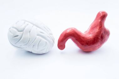 Beyin ve mide. İnsan beyni ve mide anatomik modelleri beyaz arka plan üzerinde vardır. Fotoğraf ilişkisi gergin ve sindirim sistemi, bağırsak-beyin bağlantısı veya eksen, göbek beyinde görüntülenmesi
