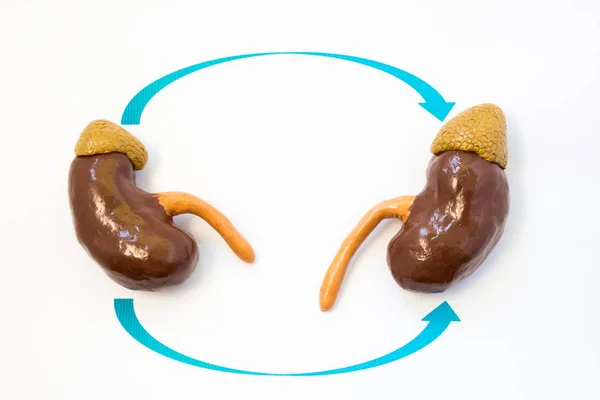 Fotografía del concepto de trasplante renal. Dos riñones con flechas de uno a otro simbolizan el proceso de trasplante quirúrgico de donante a receptor. Idea para operaciones renales en nefrología — Foto de Stock