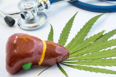 Esrar ve karaciğer safra kesesi ile. Esrar ve Hépar. (Pozitif ve negatif) sigara esrar üzerindeki etkisi insan karaciğer, hepatobiliary sistem, safra yolu organların hastalıkları