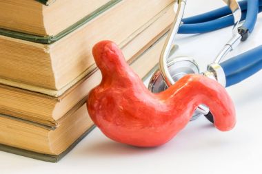 Fotoğraf çalışma mide veya mide, anatomi, yapısı, Tıp Okulu, üniversite, üniversite işlevinde. Mide modelinin sonraki karşı fon stetoskop tıbbi kitap kazık yer alır