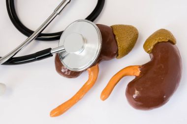 Steteskop inceliyor insan böbreğe anatomik birim şekil. Böbrek fonksiyonları, laboratuar testleri, tanı, böbrek hastalıklarının tedavisi belirlenmesi belirtmek için konsept fotoğraf