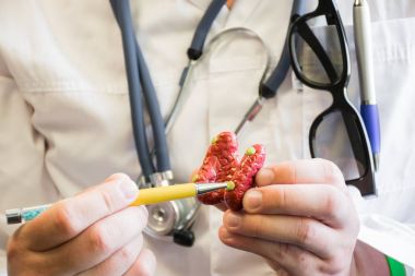  Beyaz laboratuar kat puan Paratiroid bezleri tiroid bezi, anatomik modeli üzerinde doktor. Anatomi ve Biyoloji veya Paratiroid anormallik veya patoloji görselleştirme eğitimi için konsept fotoğraf