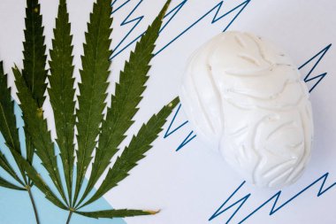 Marijuana or cannabis seizures concept photo. Two green cannabis leafs lie next to the brain figure in broken line symbolizes the increased brain seizure activity on the electroencephalogram (EEG) clipart