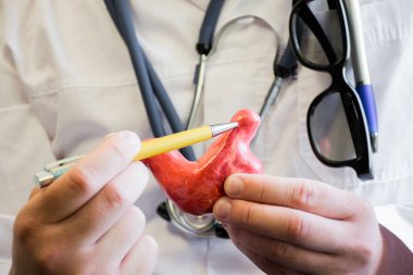 Doktor beyaz tıbbi laboratuvar önlüğü içinde tükenmez kalem insan ya da hayvan cardia ventriculi anatomik model üzerinde gösterir. Konsept fotoğraf cardia, biyoloji, tıp, veteriner anatomi çalışması için kullanmak için