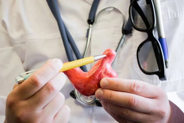 医疗白大褂的医生在人类或动物的贲门胃底解剖模型指向圆珠笔。用于的贲门、 生物学、 医学、 兽医解剖学研究概念照片 — 图库照片