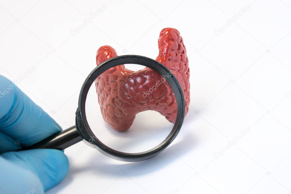 Search disease, abnormalities or pathology of thyroid gland concept photo. Doctor holding  magnifying glass and through it examines of model of thyroid gland, conducting diagnostics for disease