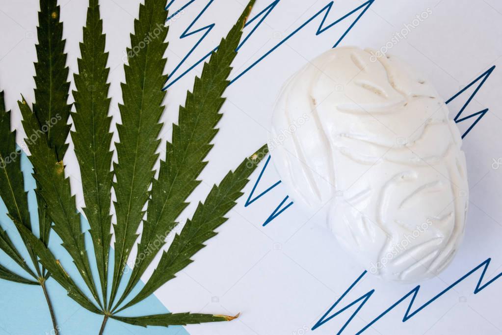 Marijuana or cannabis seizures concept photo. Two green cannabis leafs lie next to the brain figure in broken line symbolizes the increased brain seizure activity on the electroencephalogram (EEG)