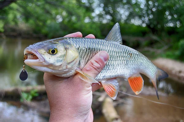 A csalit a szájában a kezében Creek domolykó — Stock Fotó