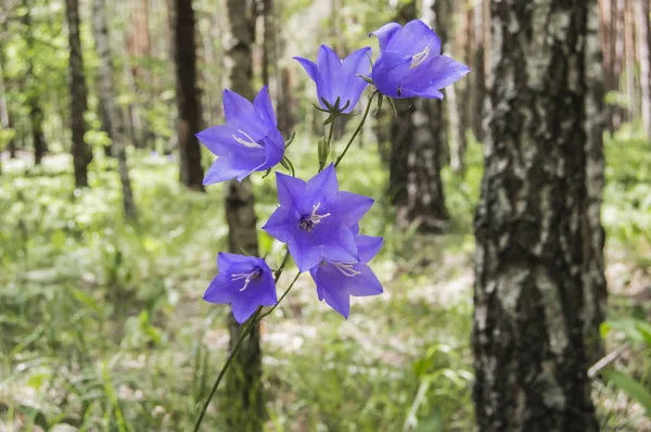Huş ağacı ormanda bellflowers. Bir yer, çan çiçeği doğal olarak yetiştiği 