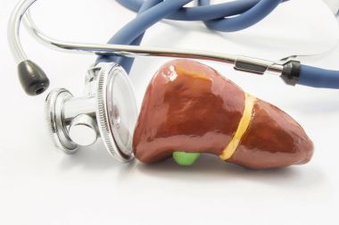 Steteskop inceliyor insan karaciğer anatomik cilt şekli. Karaciğer fonksiyon, laboratuar testleri, tanı, karaciğer hastalıklarının tedavisi belirlenmesi göstermek kavramı fotoğraf
