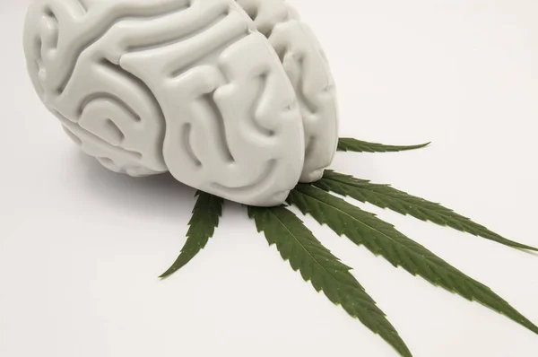 Lidský mozek se pohybuje na zelený list konopí. Využití konopí (lékařské marihuany) v neurologii či neurovědy (např. pro úlevu od bolesti). Závislost na marihuaně nebo závislost. — Stock fotografie