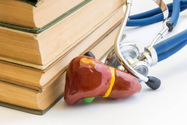 Fotoğraf, karaciğer ve safra kesesi, bu anatomi, yapı, Tıp Okulu, üniversite, üniversite işlevinde. Karaciğer şeklinde sonraki karşı fon stetoskop tıbbi kitap kazık yer alır