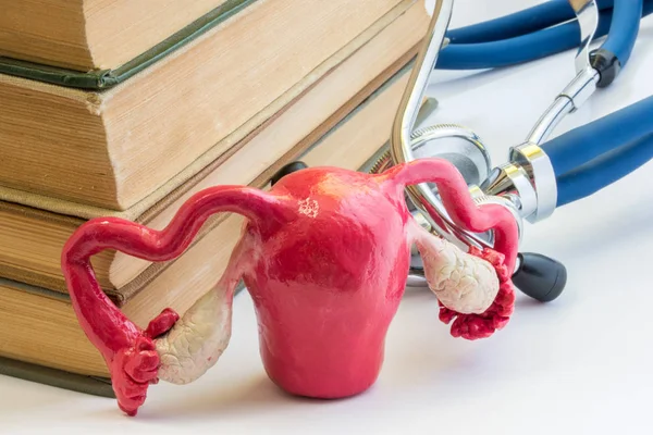 Process Study Female Reproductive System Photo Model Uterus Fallopian Tubes — Stock Photo, Image