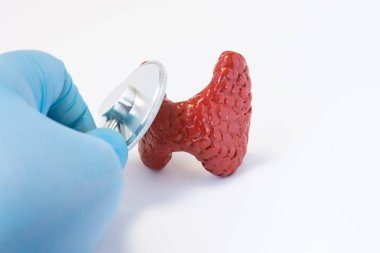 Doktor stetoskop ve tiroid 3d şekil ile eldiven içinde el. Fotoğraf fikir nerede cerrah veya pratisyen Preoperatif tanı veya tiroid bezinin hastalığı tanısı yürütmektedir