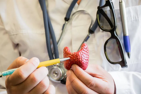 Glandula Tireóide Médico Doutor Jaleco Médico Branco Com Estetoscópio Torno — Fotografia de Stock