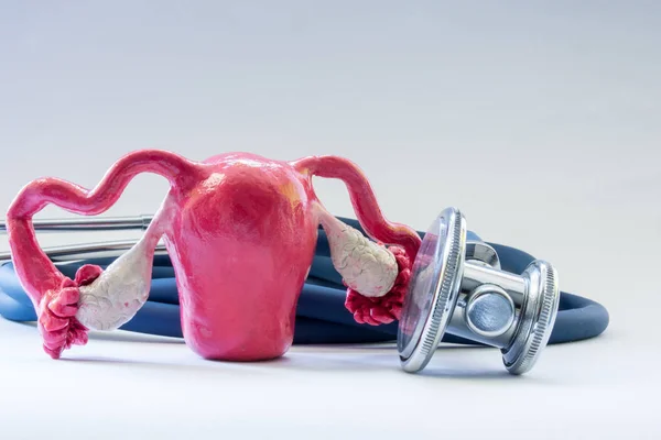 子宫与卵巢附近的听诊器作为身体健康的象征器官 诊断医学测试 治疗和预防疾病和病理这女性生殖器官概念照片 — 图库照片
