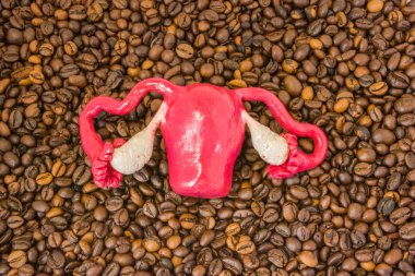 Anatomical model of uterus with ovaries lies on scattered roasted coffee beans. Effect of coffee and caffeine on reproductive function of women, fertility, organs - ovaries uterus, pregnancy, hormones clipart