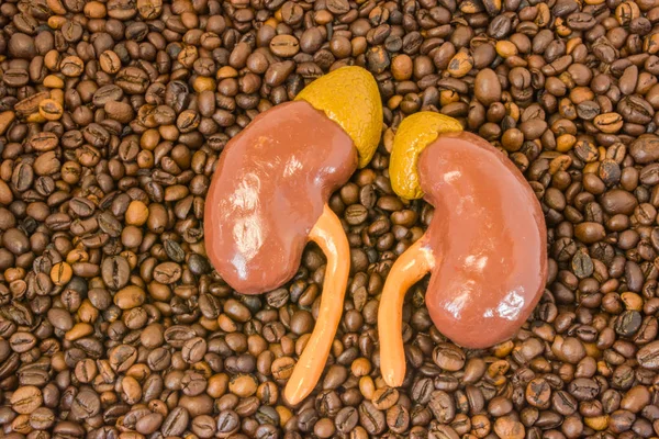 Ανατομικό Μοντέλο Των Νεφρών Επινεφρίδια Βρίσκεται Διάσπαρτα Φρυγμένους Κόκκους Καφέ — Φωτογραφία Αρχείου