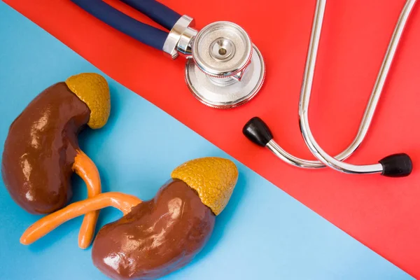 stock image Design concept of diagnosis and detecting diseases of urinary & endocrine system organ - kidneys and adrenals. Stethoscope and model of kidneys and adrenals are opposite  on red and blue background