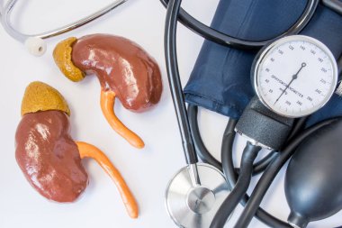 Böbrekler ve yüksek veya düşük kan basıncı kavramı. İnsan böbrek rakamlar steteskop ve tansiyon aleti kapatın. Böbrek ve üriner sistem yönetmelikle arteryel kan basıncı etkisi ve rolü