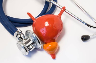 Mesane ve prostat yakınındaki bu inceliyor stetoskop anatomik şekli. Sınav veya test, tanı ve tedavi prostat ve mesane hastalığı, hastalık veya sağlık sorunları için konsept fotoğraf