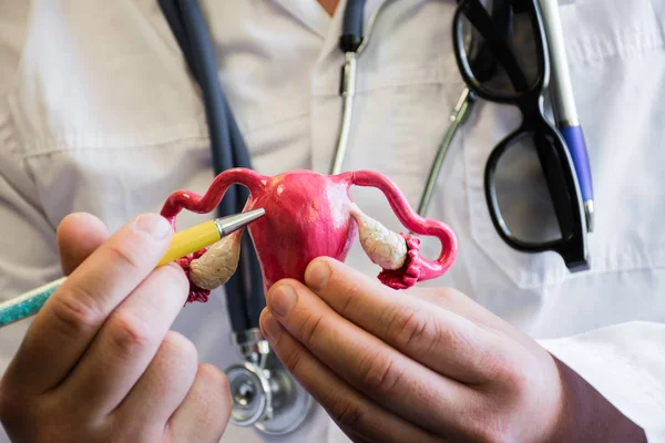 Uterus Ovaries Doctor Doctor White Medical Lab Coat Stethoscope His — Stock Photo, Image