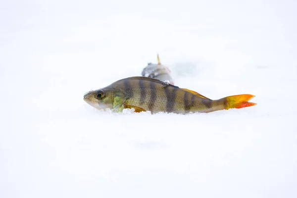 Pickerel (Hecht) in der Hand mit dem weichen Köder im Kiefer