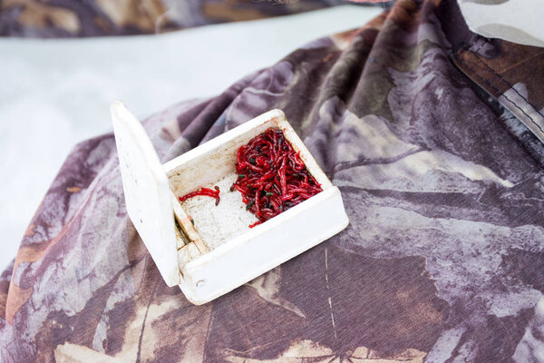 Bloodworms, motyl or mosquito larvae as bait for fish during winter ice fishing, are in plastic container on knee at fisherman close-up. Scenic photo bait for winter fishing using mormyshkas or jig