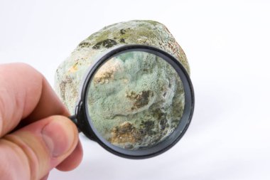 Scientist defines of kind, inspection of spores or testing mold on fruits or vegetables with magnifying glass in hand in laboratory. Scientific concept photo of mold for research in botany or biology clipart