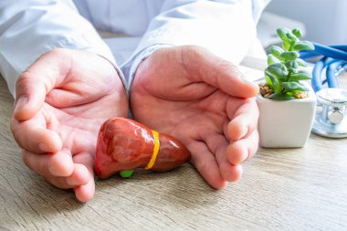 Hastalıklara karşı karaciğer sağlığında gastroenterolojide koruma, tedavi, önleme ve himaye sağlığı, patoloji konsepti fotoğrafı. Doktor masasında ellerle karaciğer şeklinde.