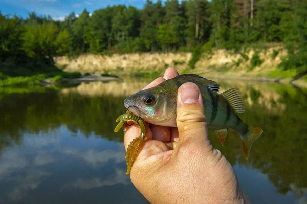 Fisherman holding freshly caught perch with hook and bait in form of larvae of dragonflies in hand on background bend in river with steep bank. Photo concept of successful fishing artificial lures