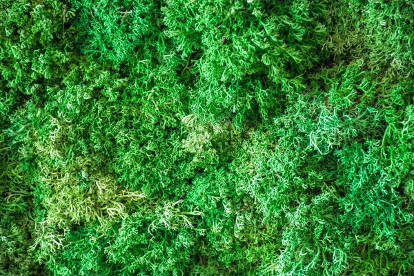 Green Decorative Moss Texture Wallpaper Stock Photo by ©Varavin88 313177330