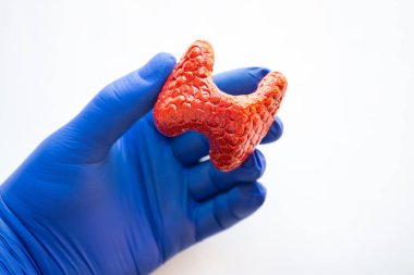Tiroit bezinin gerçekçi anatomik modeli doktor, sağlık uzmanı ya da mavi eldiven giyen bilim adamının elinde. Anatomi çalışmalarının konsept fotoğrafı, tiroid endokrin sistemi hastalıkları