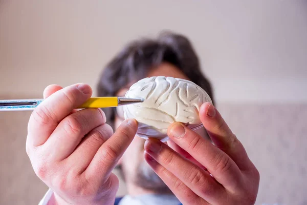Läkare Defocused Bakgrund Håller Handen Anatomisk Modell Mänsklig Hjärna Pekar — Stockfoto