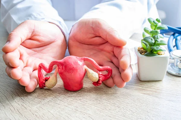 Protection, treatment, prevention and patronage health of uterus, pregnancy female reproductive system against diseases and pathologies concept photo. Doctor surrounded uterus shape with hands on desk