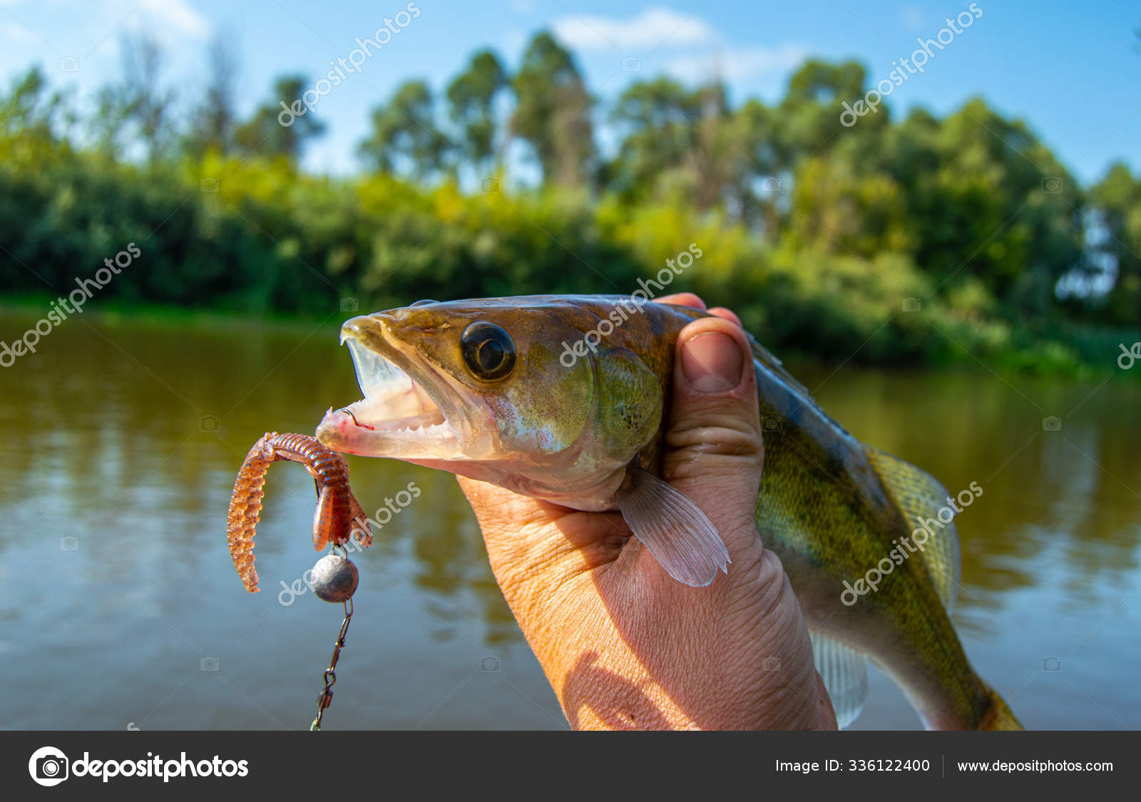 Fisherman Holding Freshly Caught Zander Silicone Bait Hook