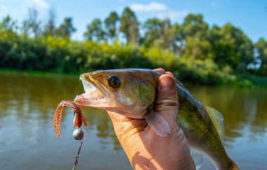 Fisherman holding a freshly caught zander with silicone bait and hook in the mouth and lead sinker. Concept photo of successful fishing with jig method on spinning gear on river clipart