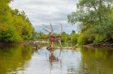Nehir yatağının ortasındaki su altında kalmış kurumuş ağaç tuhaf, acayip, fantastik, tuhaf şekilli oluşum oluşturdu. Ortasında kuş yuvası ve suda güzel bir yansıma vardı. Ukrayna 'daki Teterev Nehri