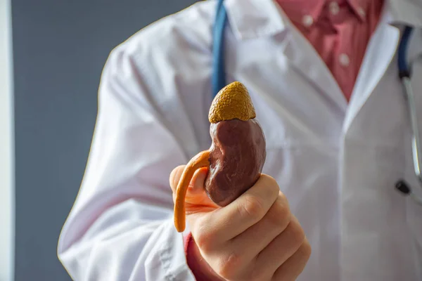 Hastanedeki Doktor Hastaya Kameraya Bakıyor Böbreğin Anatomik Modelini Hastaya Gösteriyor — Stok fotoğraf