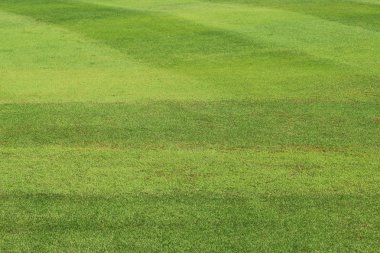 Yeşil Çimen Alanı