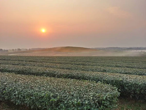 Çay plantasyon içinde sabah ve gündoğumu ışık