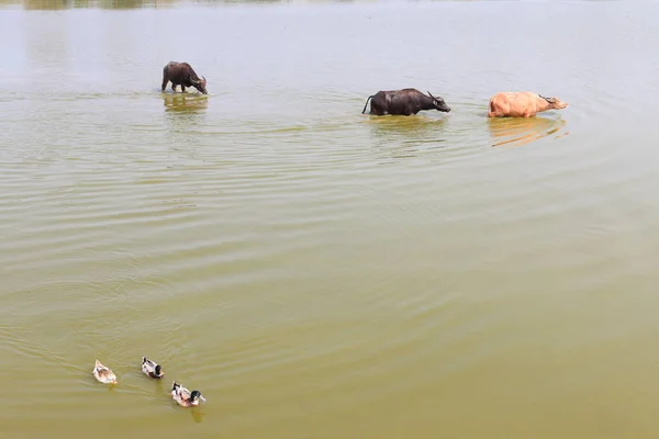 Buffalos ve nehre ördekler