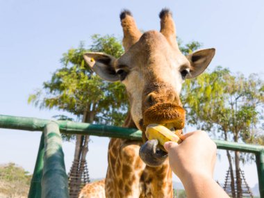 Elin adamı bir zürafa hayvanat bahçesinde beslenme