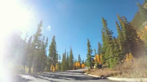 在秋天开车穿过高山森林. — 图库视频影像