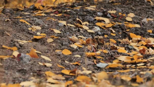 Hojas de álamo amarillo en suelo forestal . — Vídeos de Stock