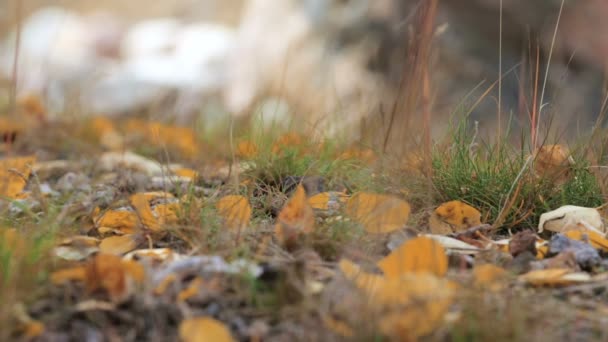 Folhas de álamo amarelo no chão da floresta . — Vídeo de Stock