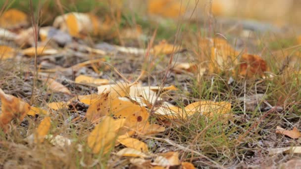 Feuilles de peuplier faux-tremble jaune sur le sol forestier . — Video