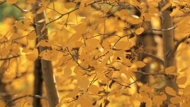 Primer plano de las hojas de oro aspens en el otoño . — Vídeo de stock