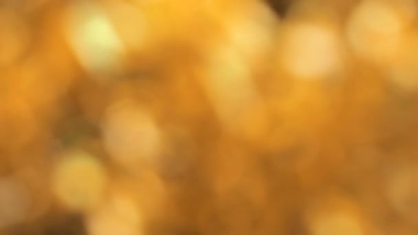 Close up van Pa? ac Bielawa goud bladeren in de herfst. — Stockvideo